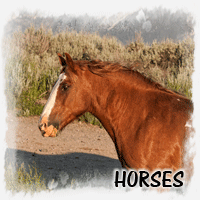 HORSES