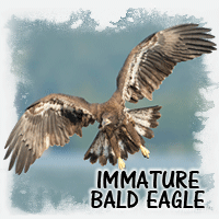 IMMATURE BALD EAGLE