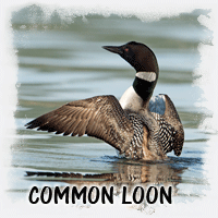 COMMON LOON