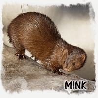 MINK