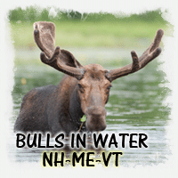 BULLS IN WATER