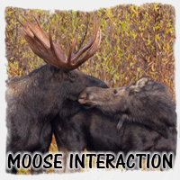 MOOSE INTERACTION