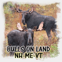 BULLS ON LAND