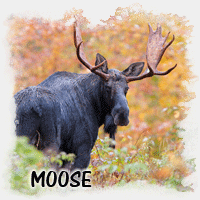 MOOSE