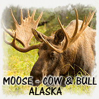 MOOSE ALASKA