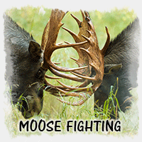 MOOSE FIGHTING