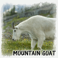 MOUNTAIN GOAT