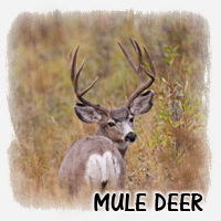 MULE DEER