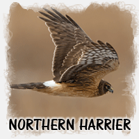 NORTHERN HARRIER