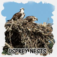 OSPREY NESTS