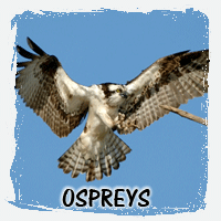 OSPREY