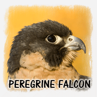 PEREGRINE FALCON