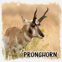 PRONGHORN