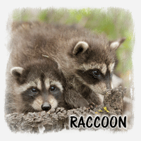 RACCOON