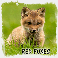 RED FOX