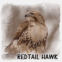 REDTAIL HAWK