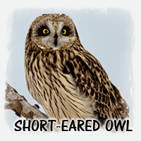 SHORT EARED OWL