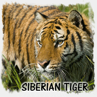 SIBERIAN TIGER