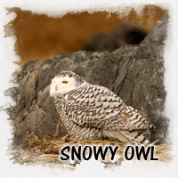 SNOWY OWL