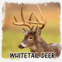 WHITETAIL DEER