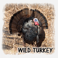 WILD TURKEY