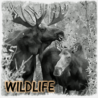 WILDLIFE PHOTOS