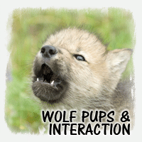 PUPS - INTERACTION