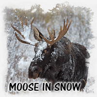 MOOSE IN SNOW