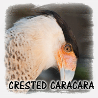 CRESTED CARACARA