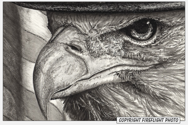 Bald Eagle Pen and Ink Drawing Detail