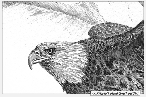 Bald Eagle Pen and Ink Drawing Detail