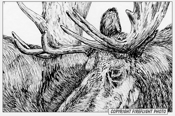 Moose Pen and Ink Drawing Detail