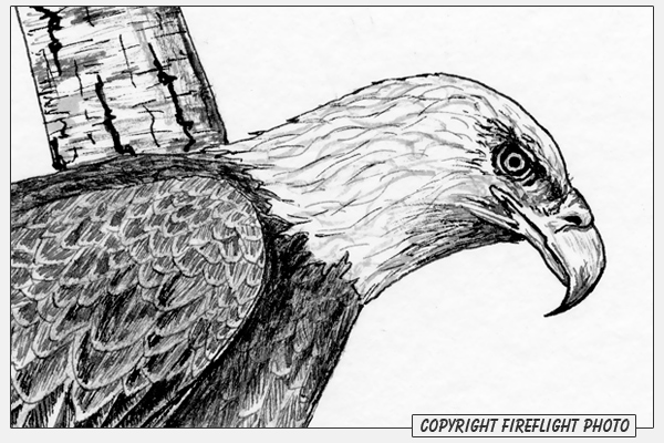 Bald Eagle Pen and Ink Drawing Detail