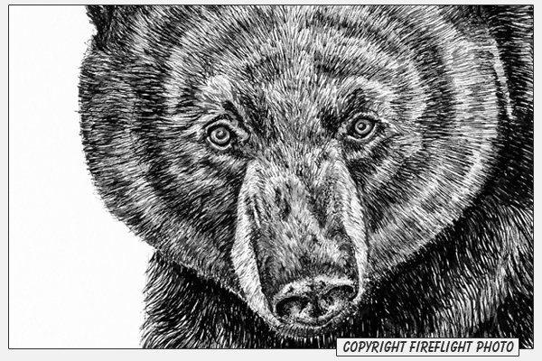 FireFlight Photo - Black Bear Pen and Ink Drawing