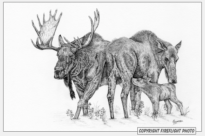 Moose Family Pen and Ink