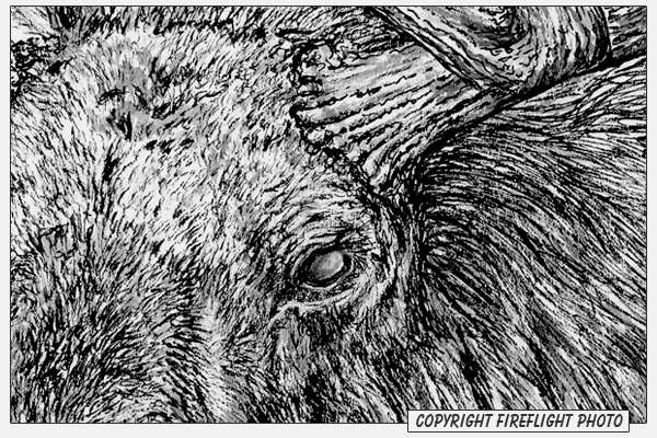 Bull Moose Pen and Ink Drawing Detail