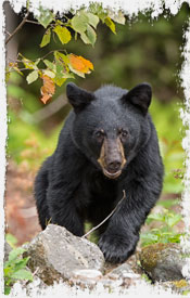 Photo of Black Bear in NH