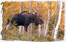 Bull Moose in Foliage NH