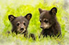 tWO bLACK bEAR cUBS