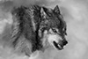 Snarling Wolf