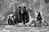 Black Bear and Cubs