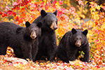 Female Black Bear and Cubs in Foliage Photo