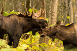 Big 57 Inch Bull Moose Alaska Photo