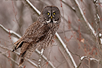 Great Gray Grey Owl in Tree Photo