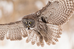 Great Gray Grey Owl in Flight Photo