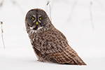 Great Gray Grey Owl in Snow Photo