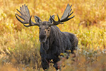 Nice NH Bull Moose in Foliage Photo