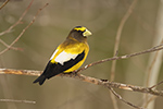 Evening Grosbeak on Twig Photo