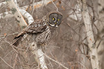 Great Gray Grey Owl in Birch Tree Photo