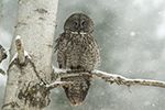 Great Gray Grey Owl in Birch Tree During Blizzard Photo
